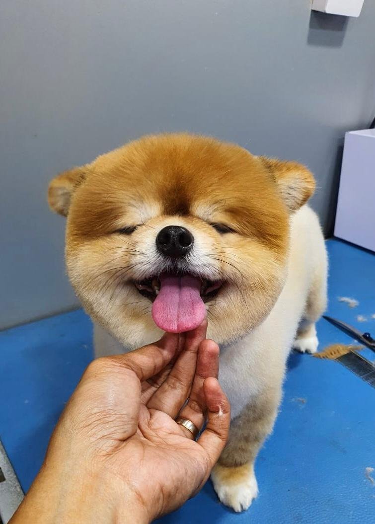 Happy Puppy Grooming Boutique
