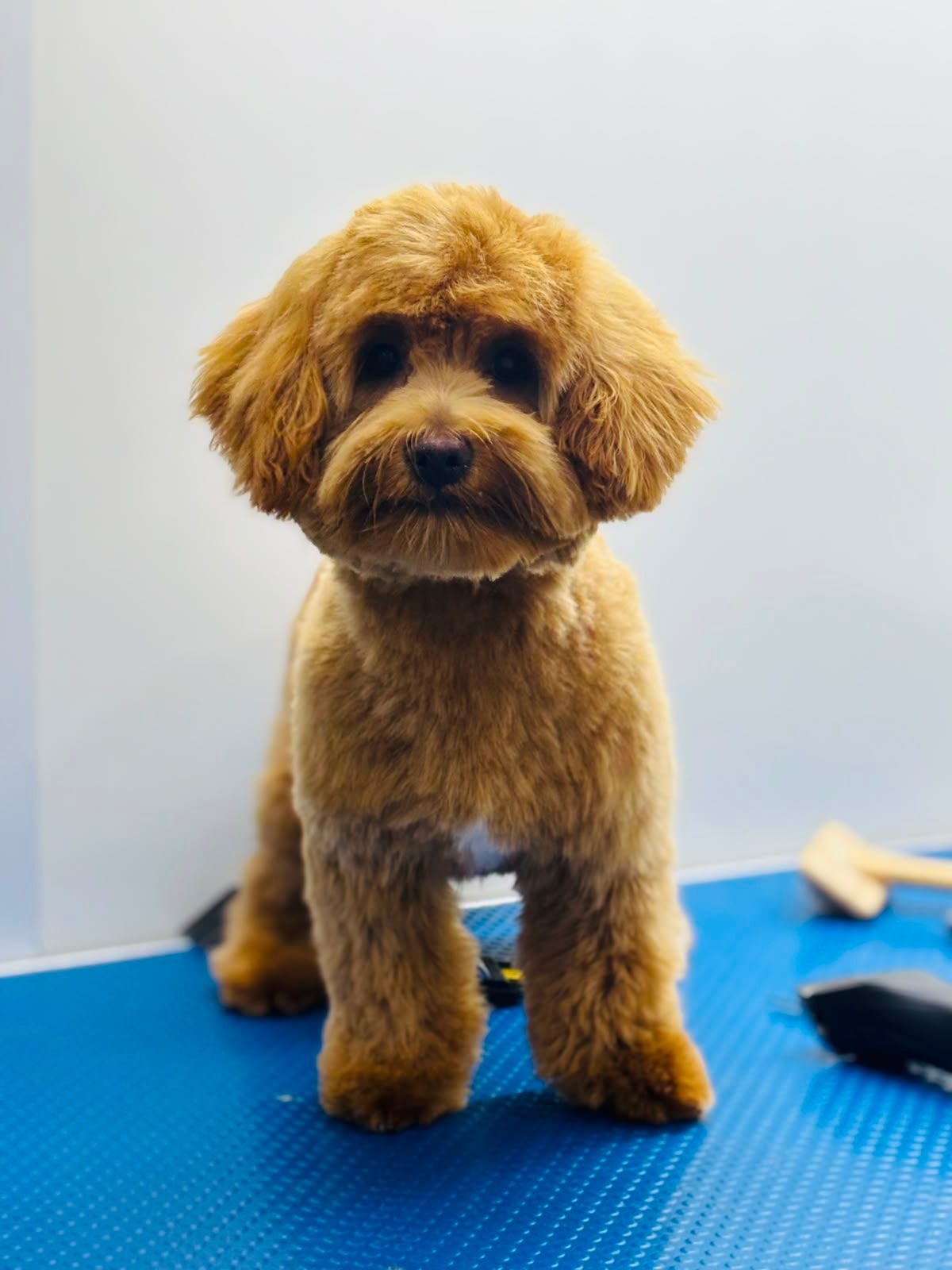 Happy Puppy Grooming Boutique 2