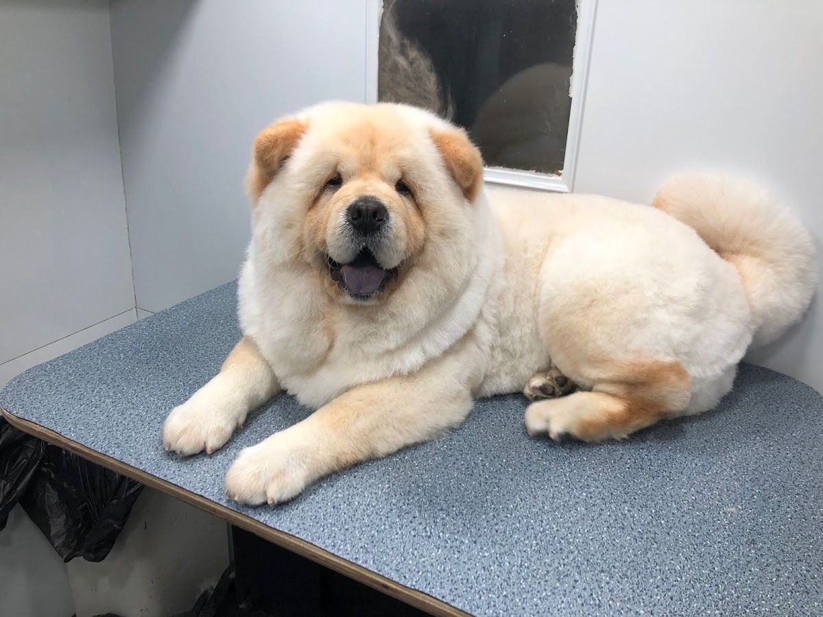 Happy Puppy Grooming Boutique 3
