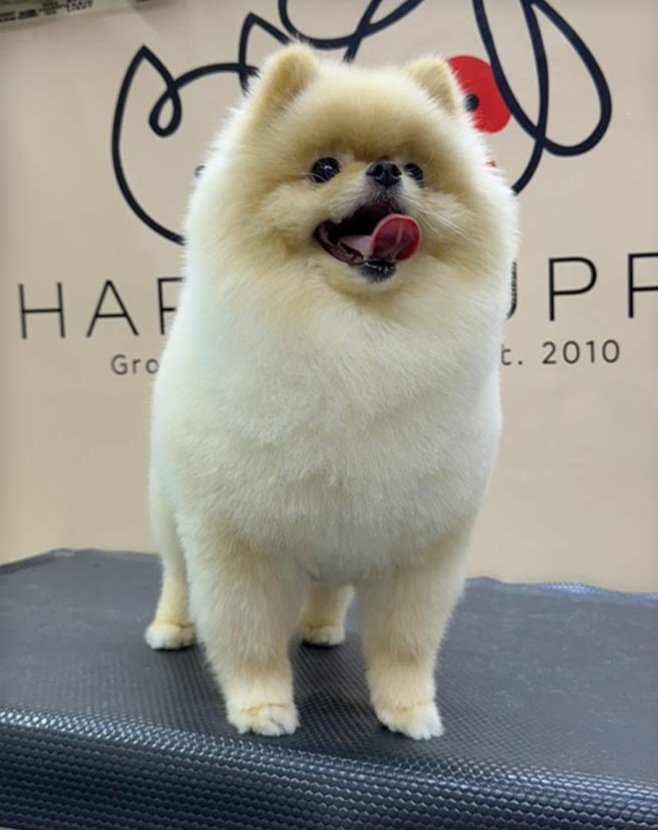 Happy Puppy Grooming Boutique photo 4