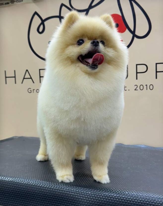 Happy Puppy Grooming Boutique 4