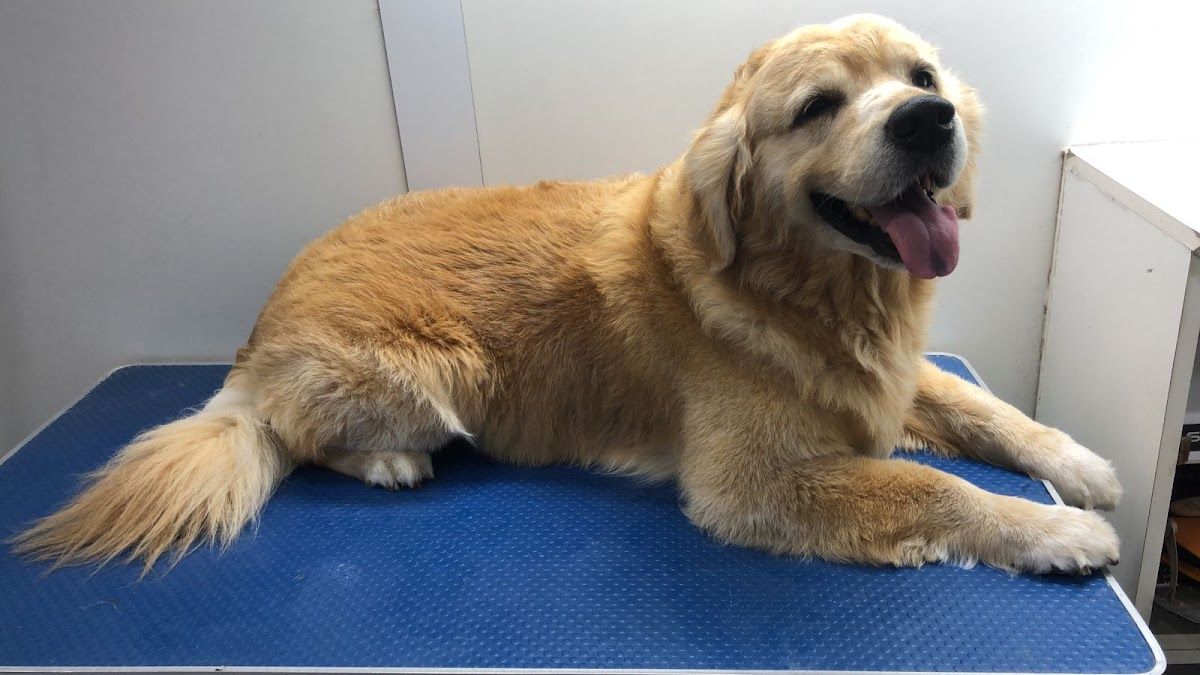 Happy Puppy Grooming Boutique 5