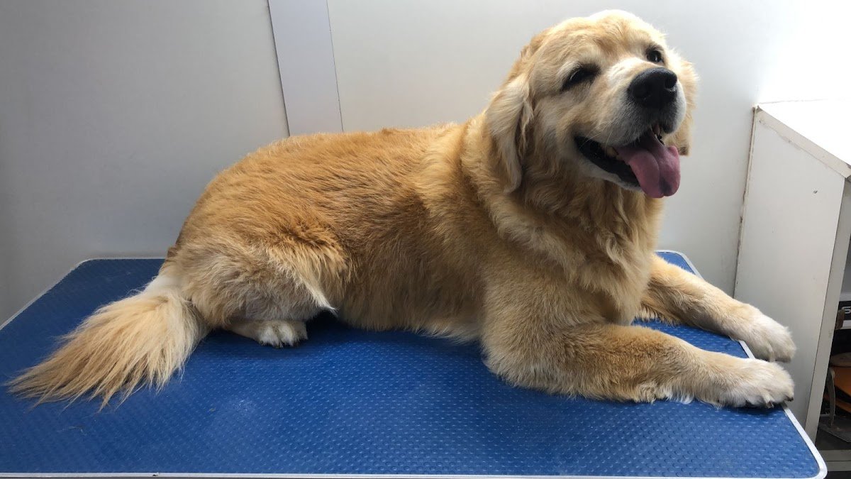 Happy Puppy Grooming Boutique photo 5