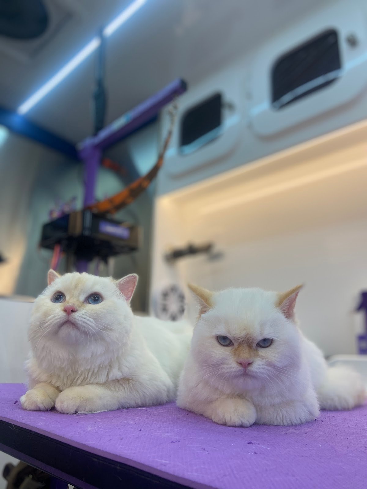 صالون بيتس بونز للحيوانات الأليفة Petsponz Mobile Pet Grooming